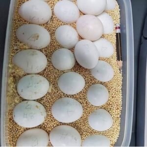 Fertile Amazon Parrot Eggs