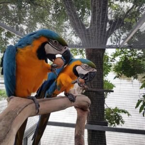 Blue and Gold Macaw Parrots for Sale