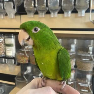 Blue Crown Conure Parrot