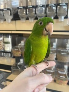 Blue Crown Conure Parrot