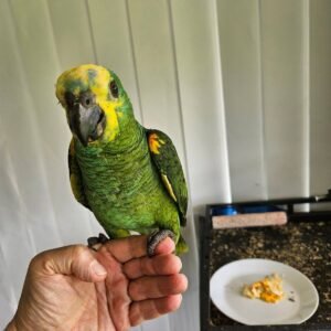 Blue fronted Amazon parrots