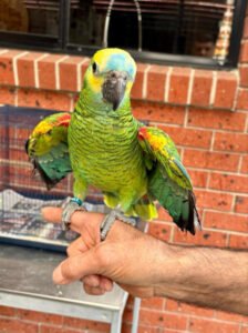 Blue fronted Amazon Parrots Blue fronted Amazon parrots FOR SALE