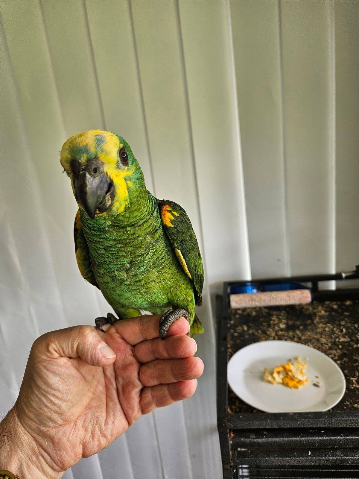 Blue fronted Amazon parrots Blue fronted Amazon parrots
