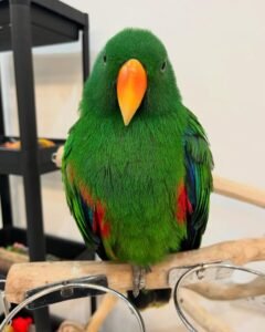 Solomon Island Eclectus Parrots for Sale