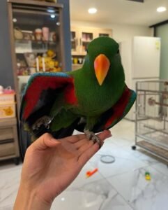 Solomon Island Eclectus Parrots for Sale