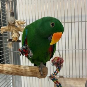 Solomon Island Eclectus Parrots for Sale
