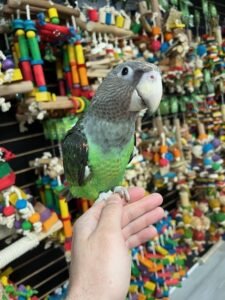 Cape Parrot For Sale