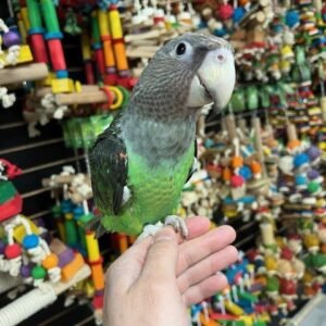 Cape Parrot For Sale