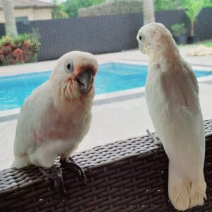 Goffin Cockatoo Babies