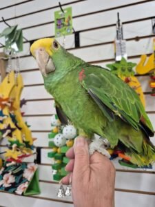 Double Yellow Head Amazon