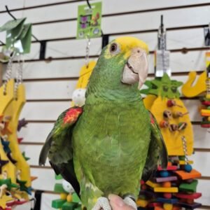 Double Yellow Head Amazon