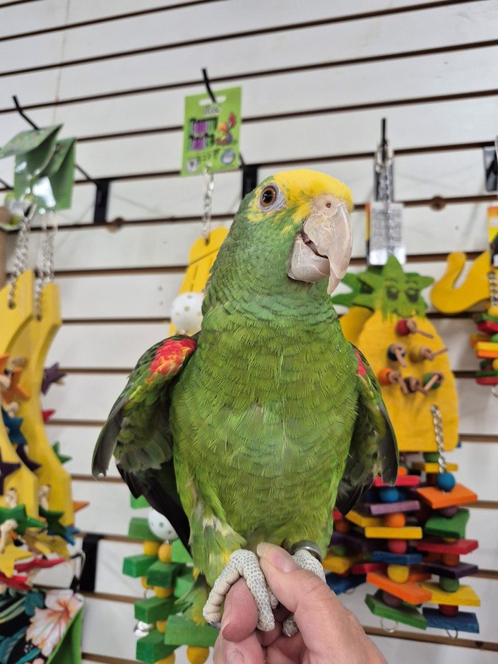 Double Yellow Head Amazon