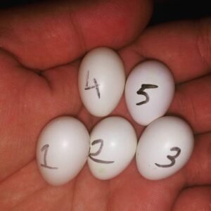 Galah Cockatoo Parrot Eggs