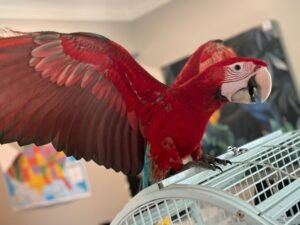Green Wing Macaw Parrot