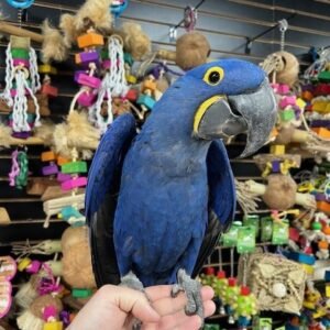 hyacinth macaw parrot