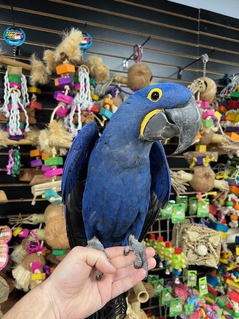 hyacinth macaw parrot
