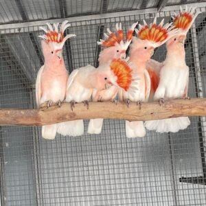 Major Mitchell Cockatoo