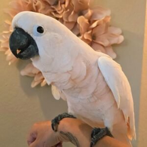 Moluccan Cockatoo for Sale