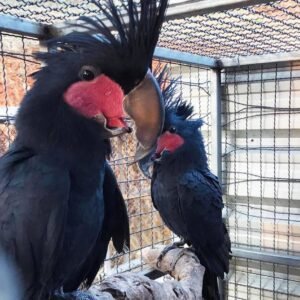 Black Palm Cockatoo for sale