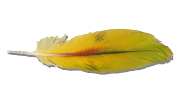 Home parrot feather