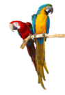 parrots for sale logo