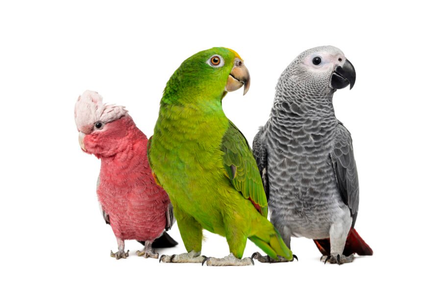 Home group of parrots