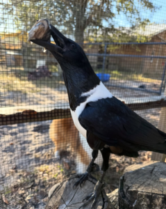African Pied Crows For Sale