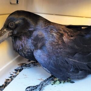 Ravens for sale