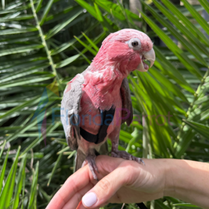 Rose Breasted Cockatoo