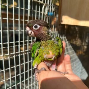 Roseifrons Conure Baby