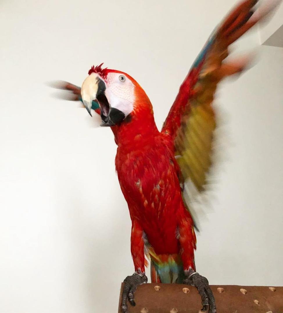 Scarlet macaw