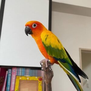 Golden Conures Parrots for Sale