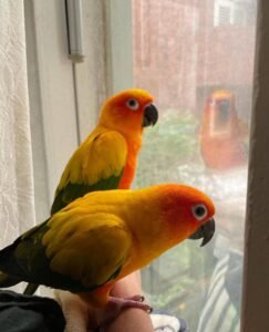 Golden Conures Parrots for Sale