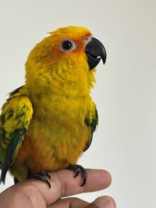Sun Conure Parrot Sun Conure Parrot