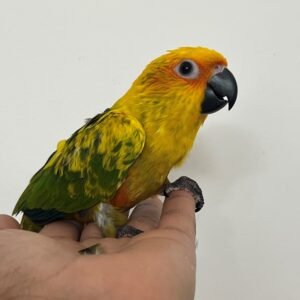Sun Conure Parrot