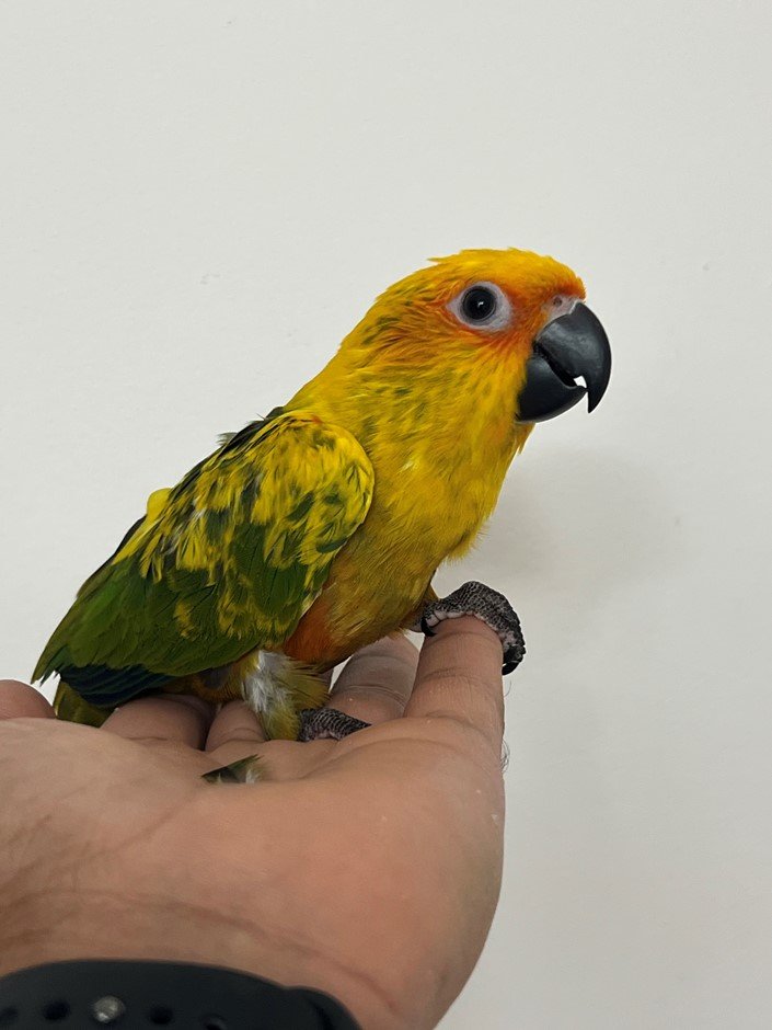 Sun Conure Parrot Sun Conure Parrot