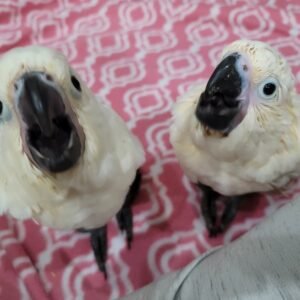 Umbrella Cockatoo Parrot