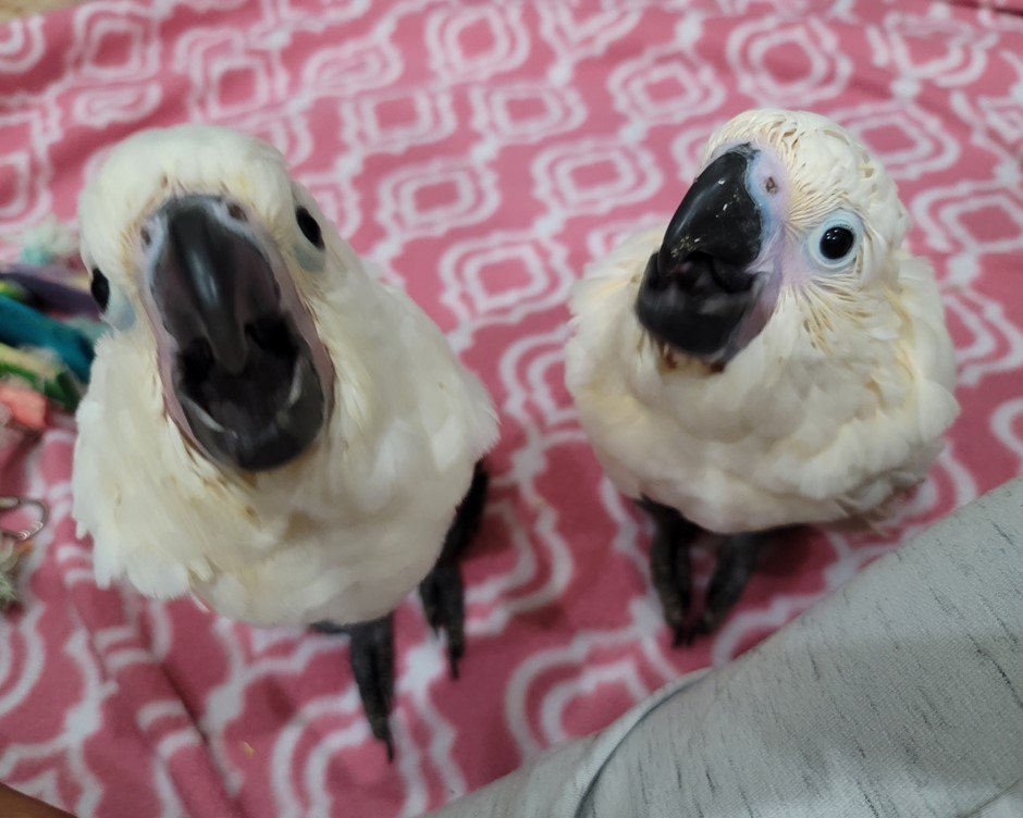 Umbrella Cockatoo Parrot