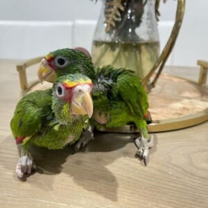White Fronted Amazon Babies