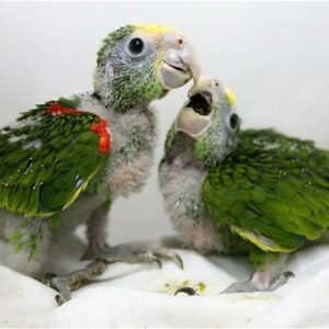 Yellow Crowned Amazon Babies