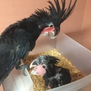 Black Palm Cockatoo for sale