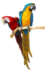 parrots for sale logo