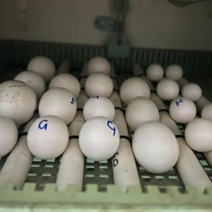 Fertile Hyacinth Macaw Eggs