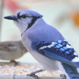Jays Birds for Sale