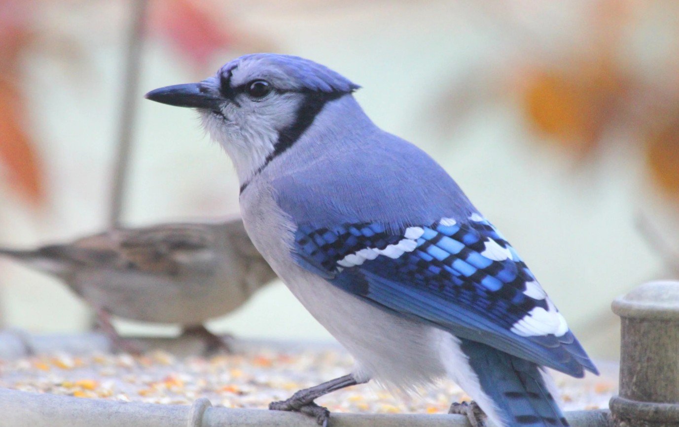 Jays Birds for Sale