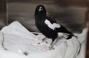 Magpies For Sale