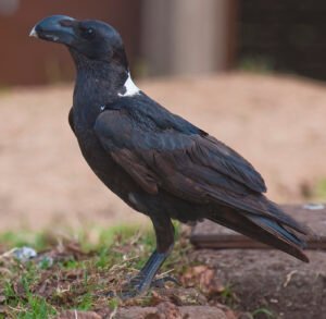 White Necked Raven