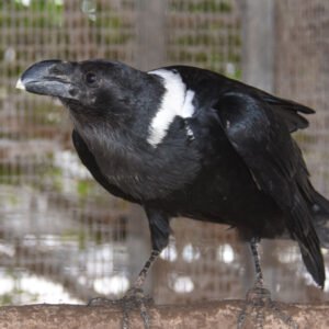 White Necked Raven