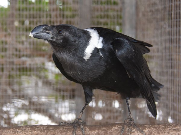 White Necked Raven